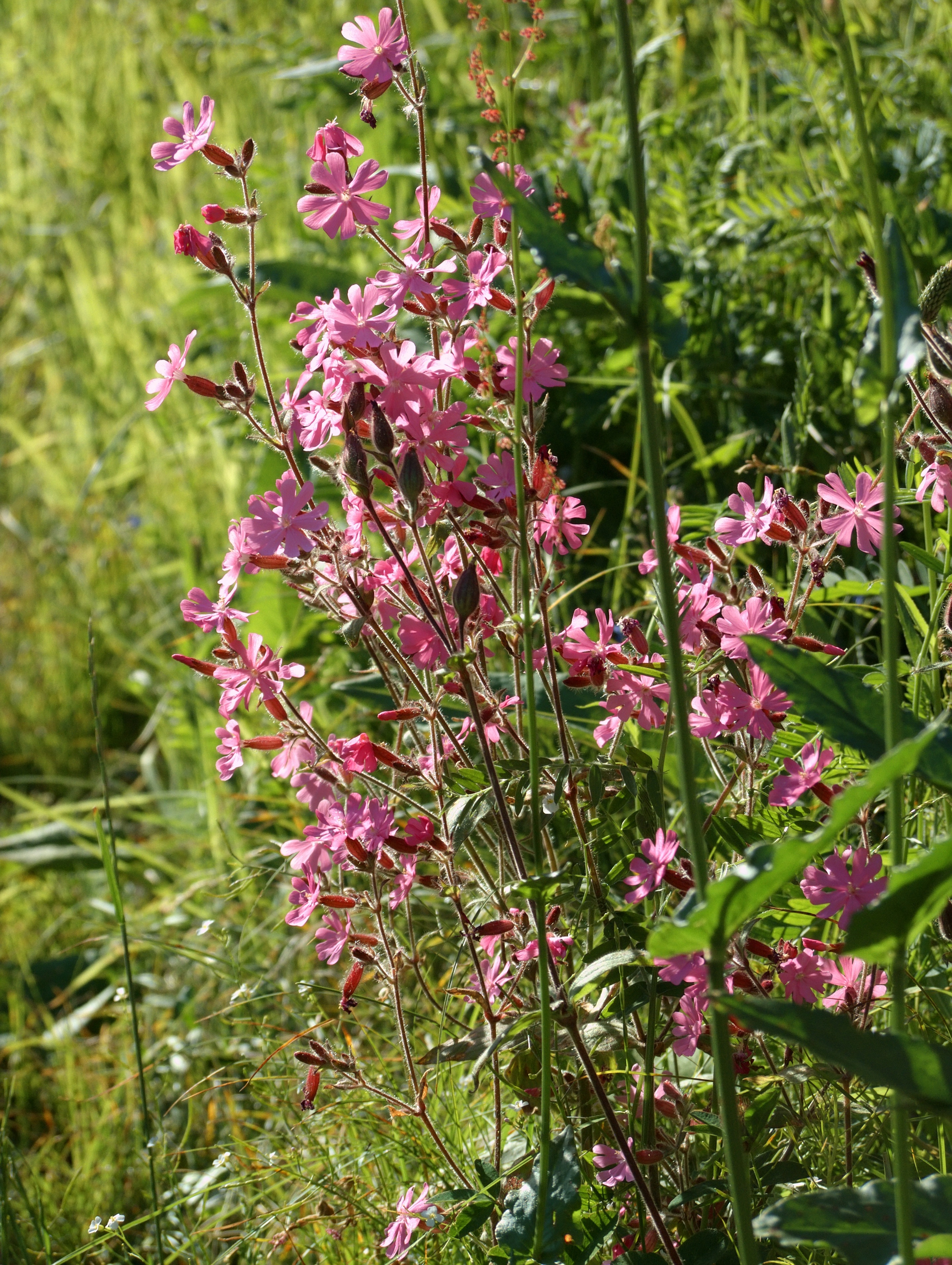 Rosazza (Biella) - Fiori da campo primaverili